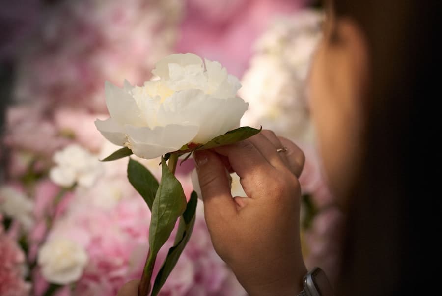 Hands carefully arranging delicate peonies in soft natural light